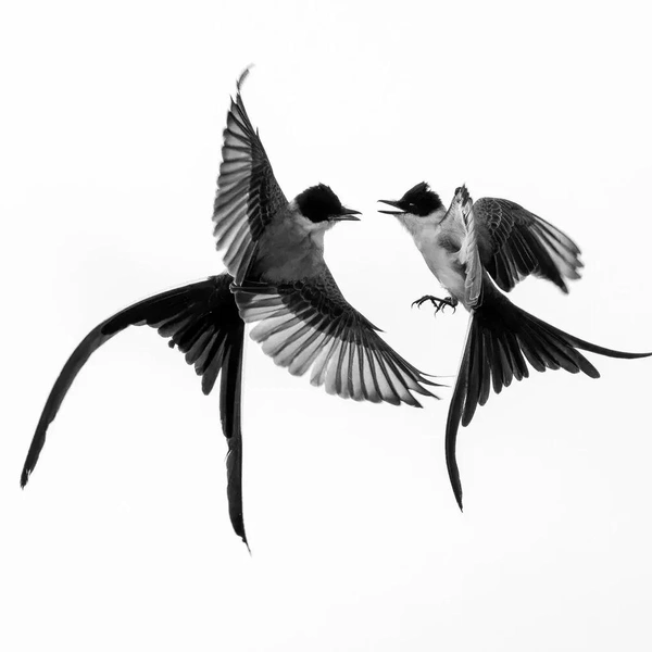 Финалист в номинации «Черно-белое фото» | Источник: Mario De Freitas / Bird Photographer of the Year 2025