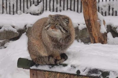 Манул в зоопарке разозлился из-за мартовского снега