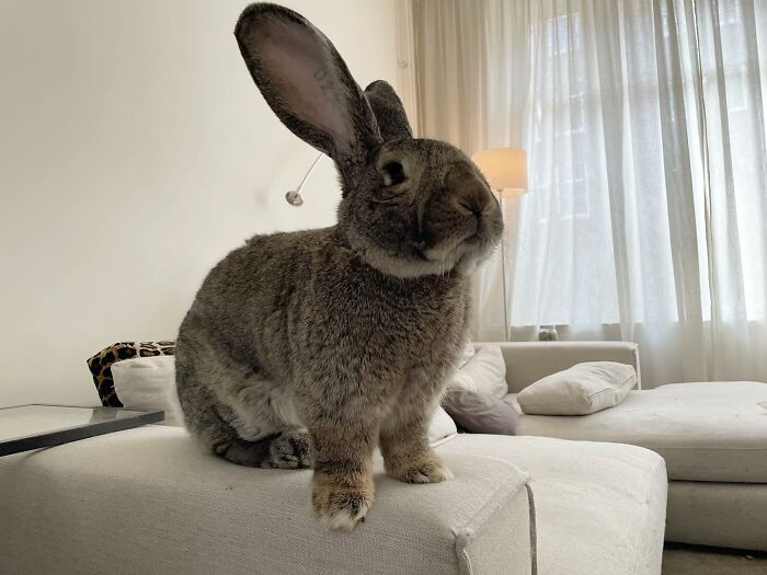 как выглядит один из самых больших кроликов в мире — фото
