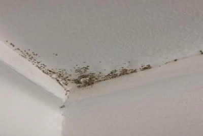 Rostov Residents Endure Cold, Moldy Apartments for Over a Month