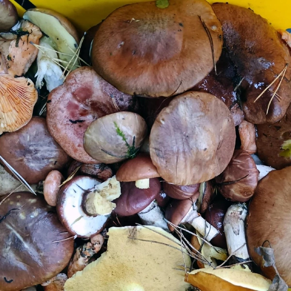 Источник: Наталия Пирожкова / Дары лесов Урала. Грибы Екатеринбурга и области / Vk.com