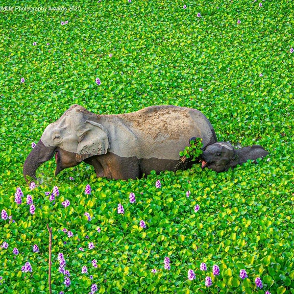 Источник: Comedy Wildlife Photography Awards