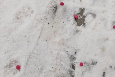 Розовый яд разбросан в элитных кварталах Екатеринбурга