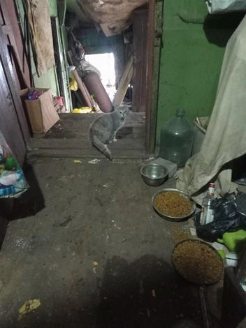 Кошки живут в плохих условиях | Источник: Счастливые подобрашки / «ВКонтакте»