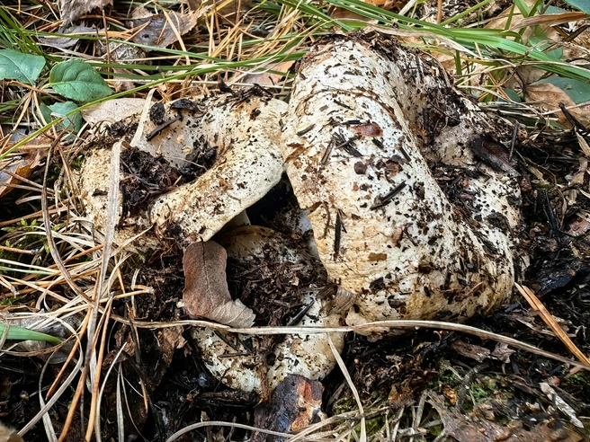 Прощай, грибной сезон | Источник: Юлия Шушакова / vk.com