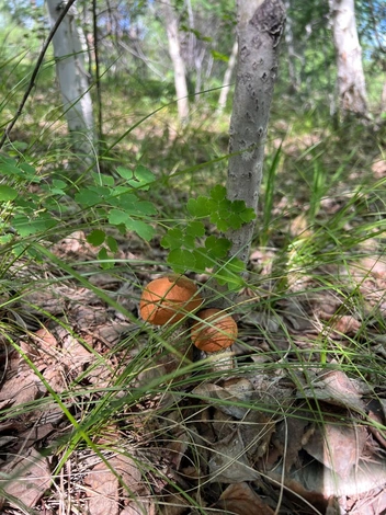 Подосиновики прятались в лесу около села Елизаветино | Источник: читатель «Чита.Ру»