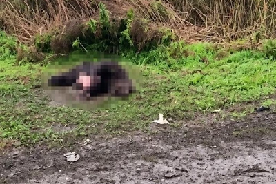 Под Большой Муртой сняли на видео шесть убитых медведей