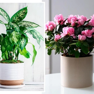 Цветы-вампиры: 10 ядовитых комнатных растений, которые нельзя держать дома