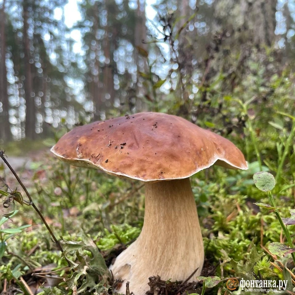 Источник: Алёна Ковкова