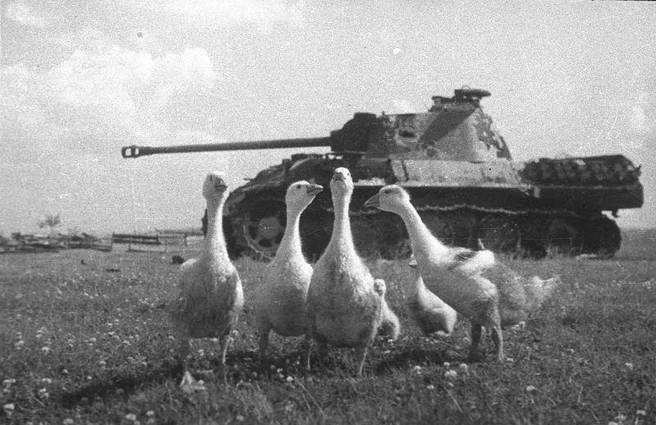Сожженный немецкий танк Pz.Kpfw. V «Пантера» на белорусском поле | Источник: Михаил Савин