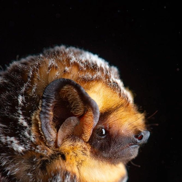 Серый волосатохвост (Lasiurus cinereus) | Источник: José Gabriel Martínez-Fonseca via PetaPixel