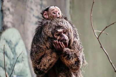 Детёныш редкого саки родился в Новосибирском зоопарке