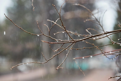 19 апреля в Новосибирске пройдет дождь