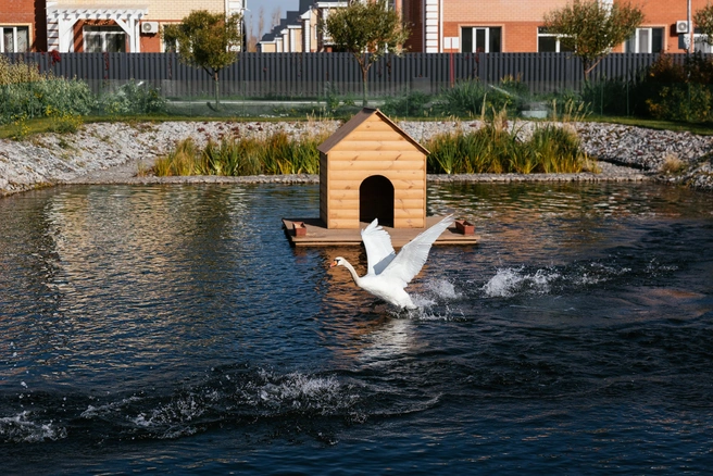 Достопримечательность Тюмени: лебединый пруд в «Зеленых аллеях»  | Источник: «Навигатор.Девелопмент»