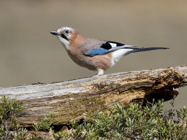 В Сойкин день, говорят, достаточно уловить намек природы — и желание может на удивление быстро найти путь к исполнению | Источник: wirestock / Ru.freepik.com