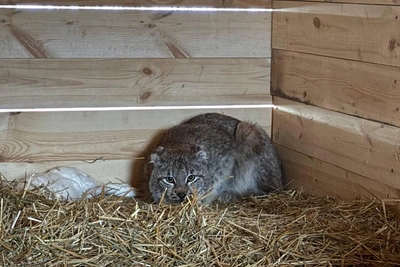 Рысь-сирота из ХМАО получила имя Мегиона