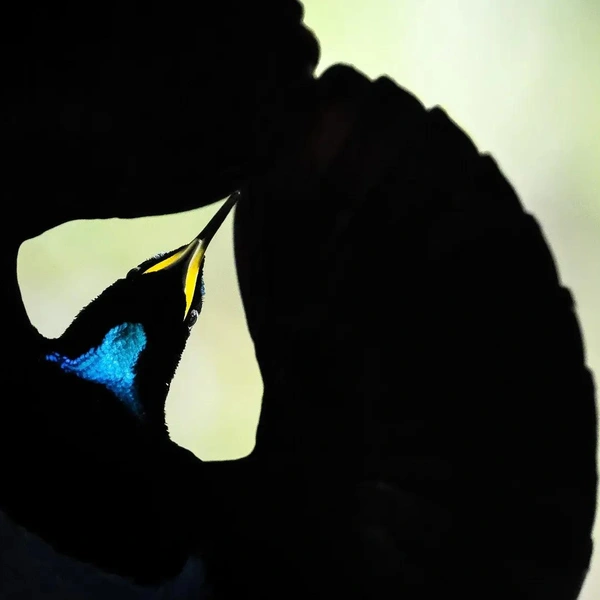 Финалист в номинации «Поведение птиц» | Источник: Steffen Foerster / Bird Photographer of the Year 2025