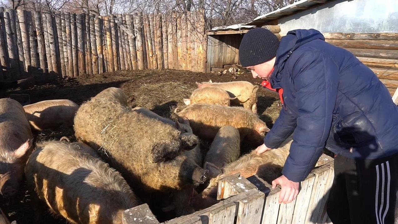 14-летний фермер, мечтающий стать министром сельского хозяйства, занялся  свиноводством и стал главным кормильцем своей многодетной семьи - 24 мая  2024 - 74.ру