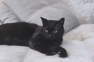 Кот Бася, который всех умывает, ищет семью в Новосибирске