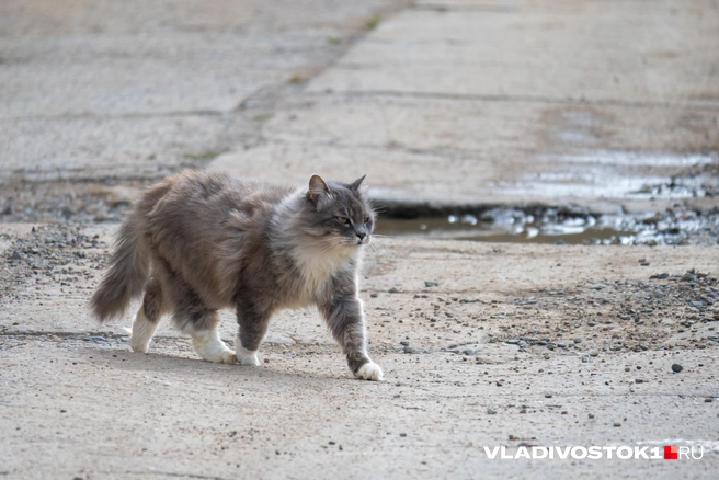 Источник: Елена Буйвол / VLADIVOSTOK1.RU