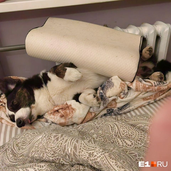 Источник: Читатель E1.RU