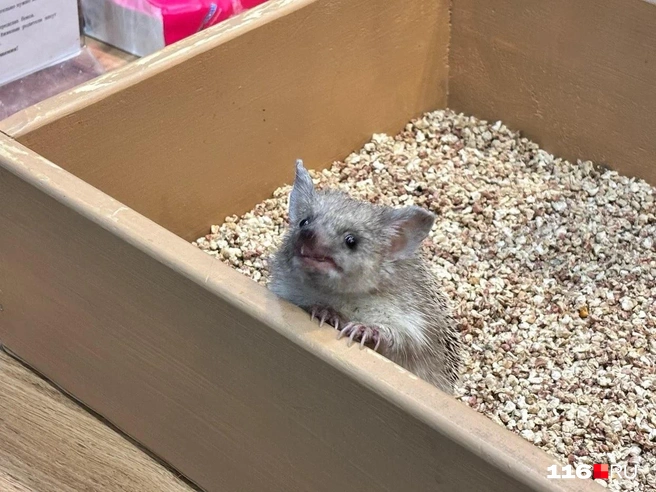 Несмотря на плохое зрение, ежи отлично ориентируются на запах и слух | Источник: Регина Алтынбаева/ 116 RU