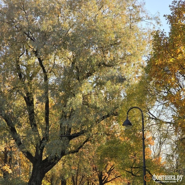 Источник: читательница «Фонтанки» Елена