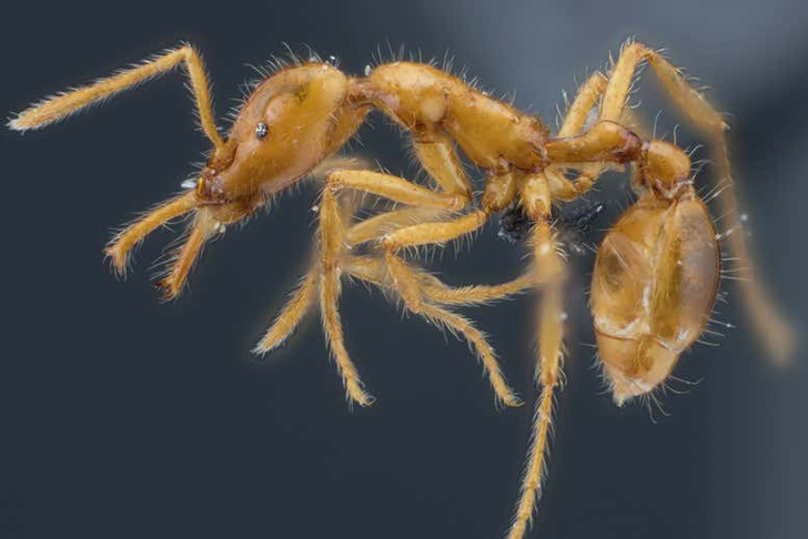 Новый вид муравьев получил гендерно-нейтральное имя