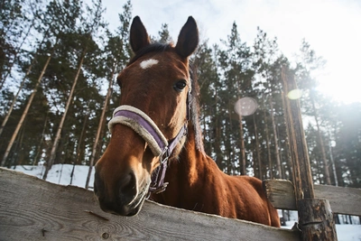Степанов день: традиции и обряды 9 января