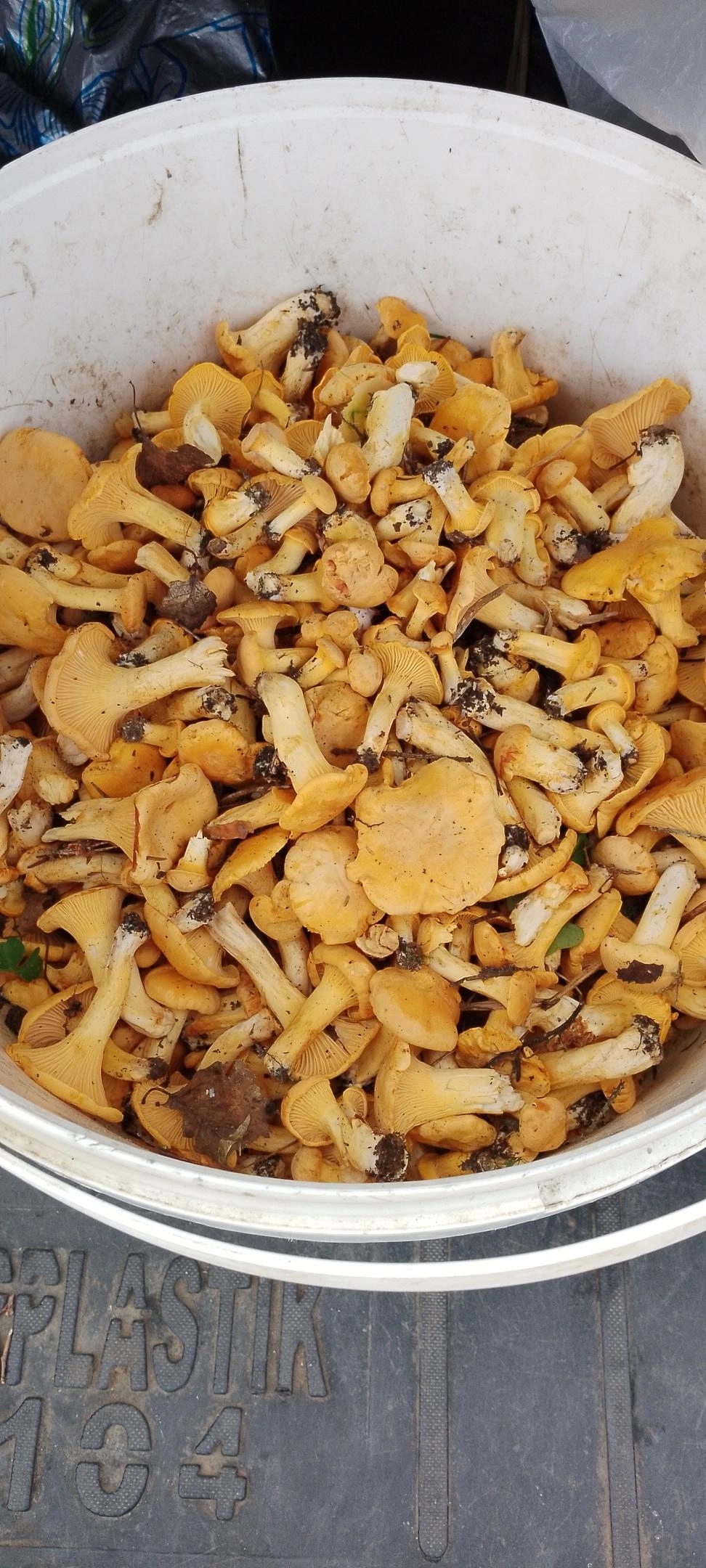 В лесах пошел слой лисичек | Источник: Алексей Жуковский, Грибы Ярославской области 2025 / Vk.com