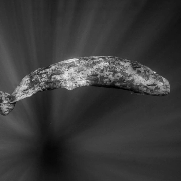 Источник: Levente Rozsahegyi / Exposure One Awards 2025