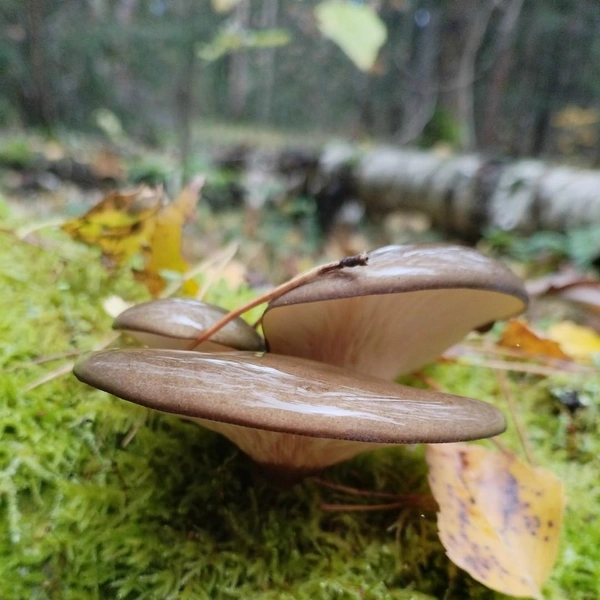 Источник: Анна Абузарова / Грибы в Подмосковье 2025 / VK.com