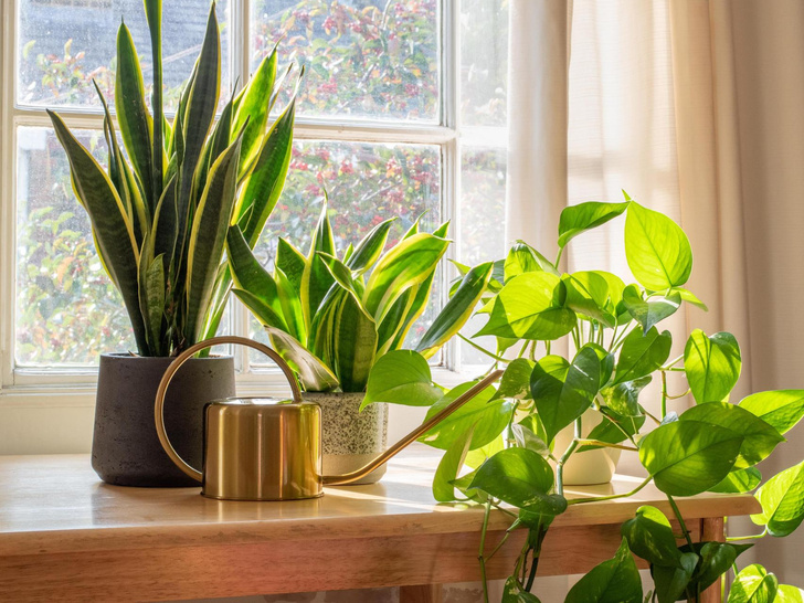 Хранители чистоты: 5 растений, которые спасут ваш дом от грязи — вы будете удивлены
