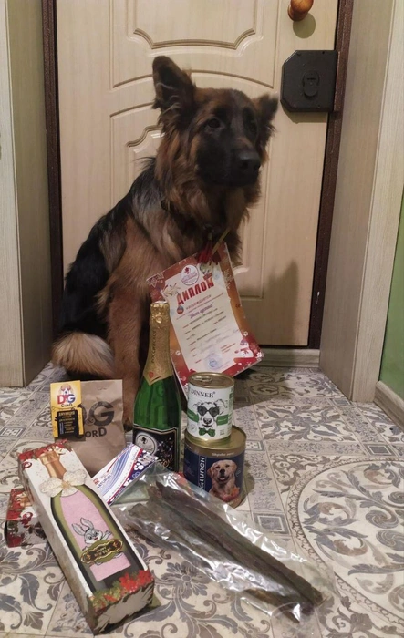 У Афины есть диплом как у лучшего представителя породы | Источник: архив Ирины Фоминцевой