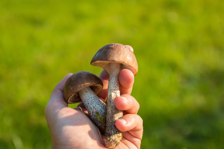 как правильно собирать, хранить и готовить грибы