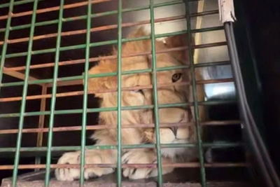 Реабилитация спасенных животных в Ленобласти: отчет инспекторов