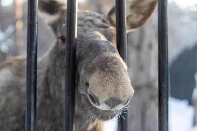 В Курганской области закрыли сезон охоты на лося и косулю