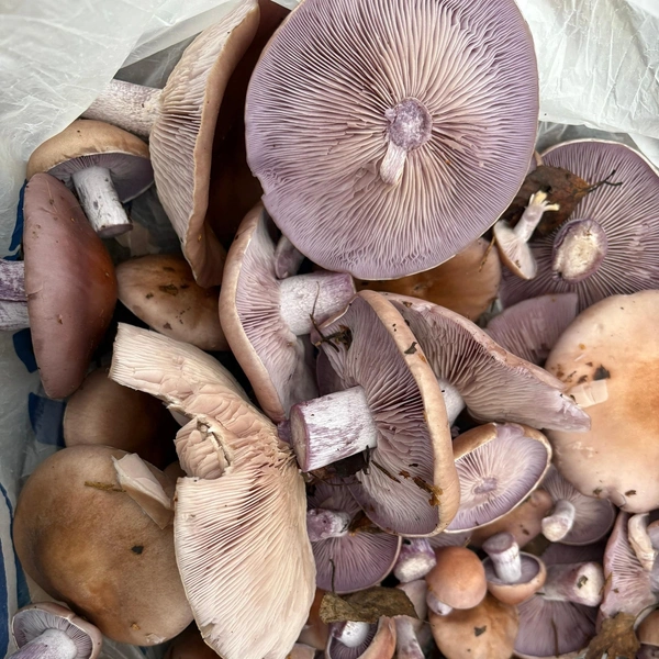 Источник: Ксения Щербакова / Грибы в Подмосковье 2025 / VK.com