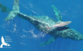 Американские ученые показали новорожденного горбатого кита