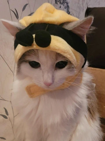 Праздничная скромная Муся (или нам показалось?) | Источник: читатель НГС