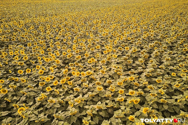 Были вершки — остались корешки, все срезали под «ежик», не дав урожаю созреть | Источник: Александр Ощепков / NGS.RU