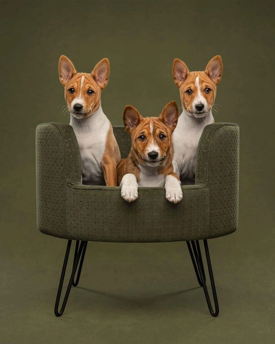 Источник: Janneke De Graaf / Pet Photography Awards&nbsp;— 2025