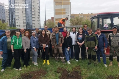 Около 40 кустов курильского чая украсили микрорайон