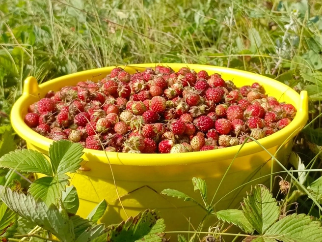 А вот в районе Политотдела клубника отборная | Источник: Инна Максимова / «Грибы. Грибники Омска и Омской области» / vk.com