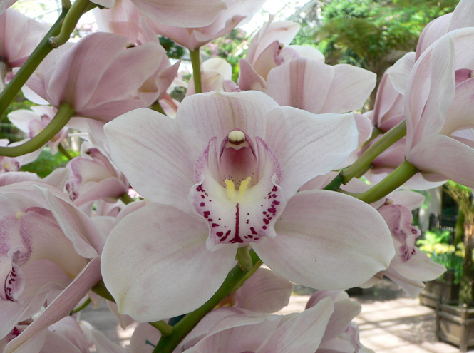 Фото №3 - 5 сортов самых красивых и неприхотливых орхидей