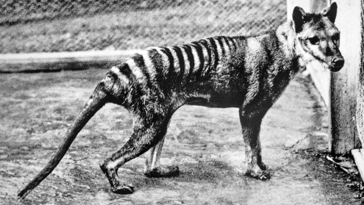 Последний умер в зоопарке в 1936-м: в Австралии готовятся «воскресить» сумчатого волка
