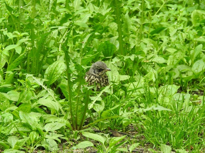 Соловьям нужно прятаться в траве | Источник: birdwatching_ekb / Vk.com