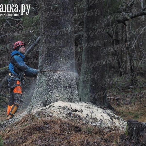 Источник: Михаил Огнев / FONTANKA.RU