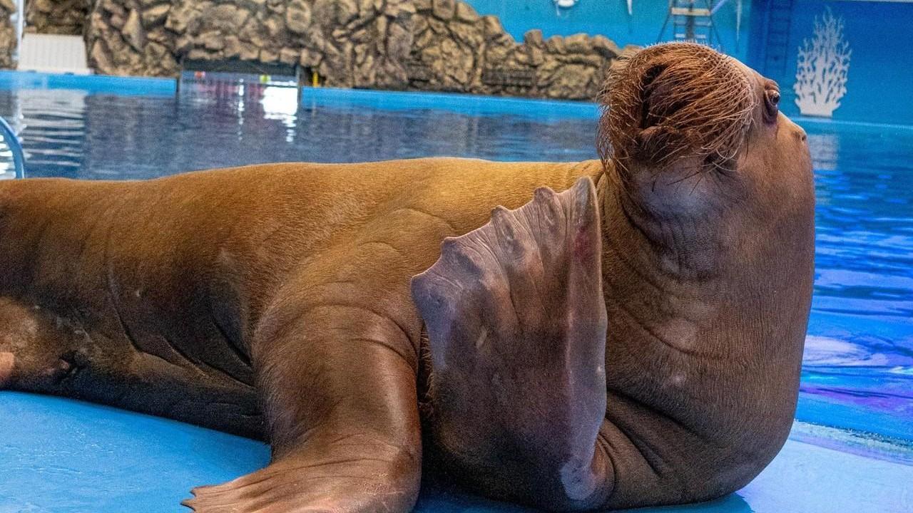 Миша — морж с характером: как живет звезда Приморского океанариума и почему недолюбливает белух. Видео