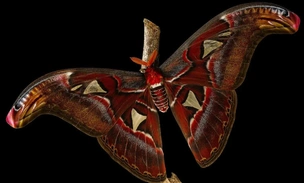 Лондонское Королевское общество подвело итоги конкурса научных фотографий: спешите увидеть 10 работ победителей и призеров